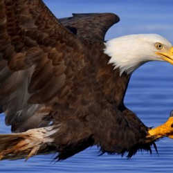 Aguila 2
