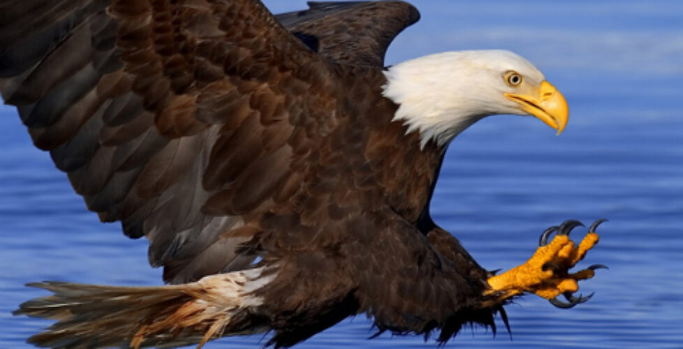 Aguila 2